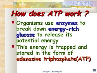 18
How does ATP work ?How does ATP work ?
 Organisms use enzymesenzymes to
break down energy-richenergy-rich
glucoseglucose to release its
potential energy
 This energy is trapped and
stored in the form of
adenosine triphosphate(ATP)adenosine triphosphate(ATP)
Copyright Cmassengale
 