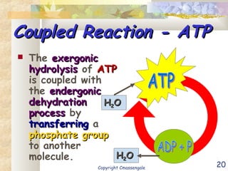 20
Coupled Reaction - ATPCoupled Reaction - ATP
 The exergonicexergonic
hydrolysishydrolysis of ATPATP
is coupled with
the endergonicendergonic
dehydrationdehydration
processprocess by
transferringtransferring a
phosphate groupphosphate group
to another
molecule.
HH22OO
HH22OO
Copyright Cmassengale
 