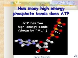 26
How many high energyHow many high energy
phosphate bonds does ATPphosphate bonds does ATP
have?have?
Copyright Cmassengale
 