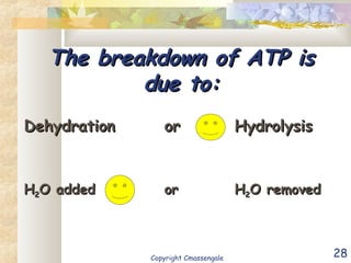 28
The breakdown of ATP isThe breakdown of ATP is
due to:due to:
DehydrationDehydration oror HydrolysisHydrolysis
HH22O addedO added oror HH22O removedO removed
Copyright Cmassengale
 