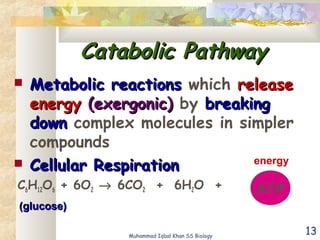 13
Catabolic PathwayCatabolic Pathway
 Metabolic reactionsMetabolic reactions which releaserelease
energyenergy (exergonic)(exergonic) by breakingbreaking
downdown complex molecules in simpler
compounds
 Cellular RespirationCellular Respiration
C6H12O6 + 6O2 → 6CO2 + 6H2O + ATP
(glucose)(glucose)
energy
Muhammad Iqbal Khan SS Biology
 
