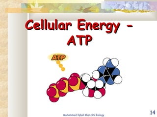 14
Cellular Energy -Cellular Energy -
ATPATP
Muhammad Iqbal Khan SS Biology
 