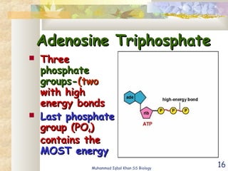 16
Adenosine TriphosphateAdenosine Triphosphate
 ThreeThree
phosphatephosphate
groups-groups-(two(two
with highwith high
energy bondsenergy bonds
 Last phosphateLast phosphate
group (POgroup (PO44))
contains thecontains the
MOST energyMOST energy
Muhammad Iqbal Khan SS Biology
 