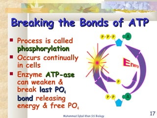 17
Breaking the Bonds of ATPBreaking the Bonds of ATP
 Process is called
phosphorylationphosphorylation
 Occurs continually
in cells
 Enzyme ATP-aseATP-ase
can weaken &
break last POlast PO44
bondbond releasing
energy & free PO4
Muhammad Iqbal Khan SS Biology
 