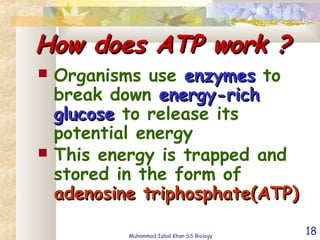18
How does ATP work ?How does ATP work ?
 Organisms use enzymesenzymes to
break down energy-richenergy-rich
glucoseglucose to release its
potential energy
 This energy is trapped and
stored in the form of
adenosine triphosphate(ATP)adenosine triphosphate(ATP)
Muhammad Iqbal Khan SS Biology
 