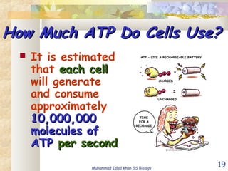 19
How Much ATP Do Cells Use?How Much ATP Do Cells Use?
 It is estimated
that each celleach cell
will generate
and consume
approximately
10,000,00010,000,000
molecules ofmolecules of
ATPATP per secondper second
Muhammad Iqbal Khan SS Biology
 