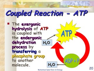 20
Coupled Reaction - ATPCoupled Reaction - ATP
 The exergonicexergonic
hydrolysishydrolysis of ATPATP
is coupled with
the endergonicendergonic
dehydrationdehydration
processprocess by
transferringtransferring a
phosphate groupphosphate group
to another
molecule.
HH22OO
HH22OO
Muhammad Iqbal Khan SS Biology
 
