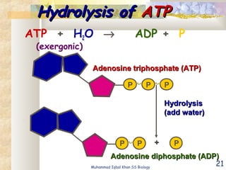 21
Hydrolysis ofHydrolysis of ATPATP
ATP + H2O → ADP + P
(exergonic)
HydrolysisHydrolysis
(add water)(add water)
P P P
Adenosine triphosphate (ATP)Adenosine triphosphate (ATP)
P P P++
Adenosine diphosphate (ADP)Adenosine diphosphate (ADP)
Muhammad Iqbal Khan SS Biology
 