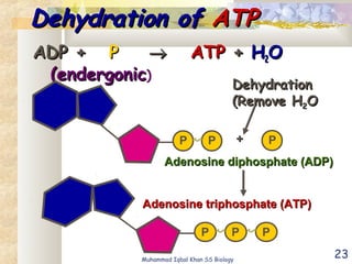 23
Dehydration ofDehydration of ATPATP
ADP +ADP + PP →→ ATPATP ++ HH22OO
(endergonic(endergonic)
P P P
Adenosine triphosphate (ATP)Adenosine triphosphate (ATP)
P P P++
Adenosine diphosphate (ADP)Adenosine diphosphate (ADP)
DehydrationDehydration
(Remove H(Remove H22OO
Muhammad Iqbal Khan SS Biology
 