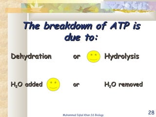 28
The breakdown of ATP isThe breakdown of ATP is
due to:due to:
DehydrationDehydration oror HydrolysisHydrolysis
HH22O addedO added oror HH22O removedO removed
Muhammad Iqbal Khan SS Biology
 