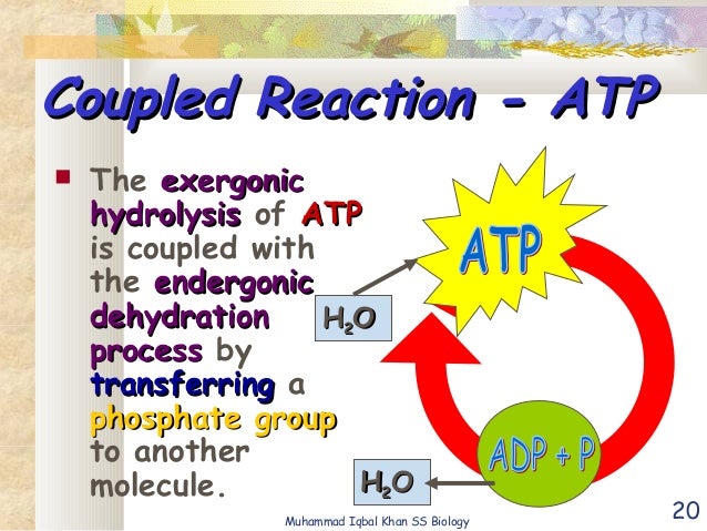 bioenergetics