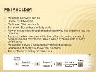 METABOLISM
 Metabolic pathways can be
 Linear- ex. Glycolysis
 Cyclic- ex. Citric acid cycle
 Spiral- ex. Biosynthesis of fatty acids
 Flow of metabolites through metabolic pathway has a definite rate and
direction
 Because the biomolecules within the cell are in continual state of
degradation and resynthesis. This is called dynamic state of body
constituents
 Metabolism serves 2 fundamentally different purposes-
 Generation of energy to derive vital functions
 The synthesis of biological molecules
 