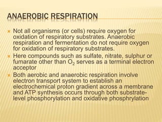 ANAEROBIC RESPIRATION
 Not all organisms (or cells) require oxygen for
oxidation of respiratory substrates. Anaerobic
respiration and fermentation do not require oxygen
for oxidation of respiratory substrates.
 Here compounds such as sulfate, nitrate, sulphur or
fumarate other than O2 serves as a terminal electron
acceptor
 Both aerobic and anaerobic respiration involve
electron transport system to establish an
electrochemical proton gradient across a membrane
and ATP synthesis occurs through both substrate-
level phosphorylation and oxidative phosphrylation
 