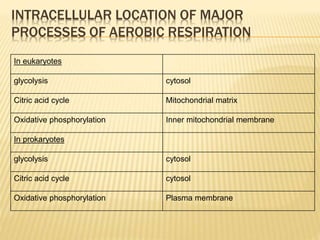 INTRACELLULAR LOCATION OF MAJOR
PROCESSES OF AEROBIC RESPIRATION
In eukaryotes
glycolysis cytosol
Citric acid cycle Mitochondrial matrix
Oxidative phosphorylation Inner mitochondrial membrane
In prokaryotes
glycolysis cytosol
Citric acid cycle cytosol
Oxidative phosphorylation Plasma membrane
 