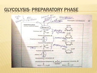 GLYCOLYSIS- PREPARATORY PHASE
 