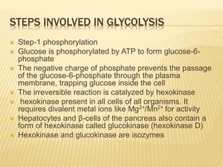 STEPS INVOLVED IN GLYCOLYSIS
 Step-1 phosphorylation
 Glucose is phosphorylated by ATP to form glucose-6-
phosphate
 The negative charge of phosphate prevents the passage
of the glucose-6-phosphate through the plasma
membrane, trapping glucose inside the cell
 The irreversible reaction is catalyzed by hexokinase
 hexokinase present in all cells of all organisms. It
requires divalent metal ions like Mg2+/Mn2+ for activity
 Hepatocytes and β-cells of the pancreas also contain a
form of hexokinase called glucokinase (hexokinase D)
 Hexokinase and glucokinase are isozymes
 