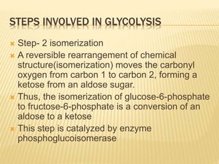 STEPS INVOLVED IN GLYCOLYSIS
 Step- 2 isomerization
 A reversible rearrangement of chemical
structure(isomerization) moves the carbonyl
oxygen from carbon 1 to carbon 2, forming a
ketose from an aldose sugar.
 Thus, the isomerization of glucose-6-phosphate
to fructose-6-phosphate is a conversion of an
aldose to a ketose
 This step is catalyzed by enzyme
phosphoglucoisomerase
 