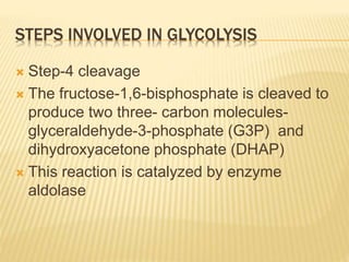 STEPS INVOLVED IN GLYCOLYSIS
 Step-4 cleavage
 The fructose-1,6-bisphosphate is cleaved to
produce two three- carbon molecules-
glyceraldehyde-3-phosphate (G3P) and
dihydroxyacetone phosphate (DHAP)
 This reaction is catalyzed by enzyme
aldolase
 