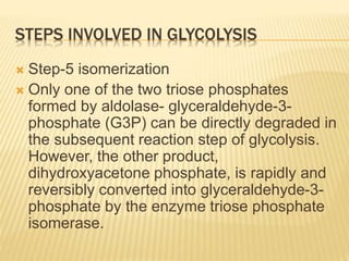 STEPS INVOLVED IN GLYCOLYSIS
 Step-5 isomerization
 Only one of the two triose phosphates
formed by aldolase- glyceraldehyde-3-
phosphate (G3P) can be directly degraded in
the subsequent reaction step of glycolysis.
However, the other product,
dihydroxyacetone phosphate, is rapidly and
reversibly converted into glyceraldehyde-3-
phosphate by the enzyme triose phosphate
isomerase.
 