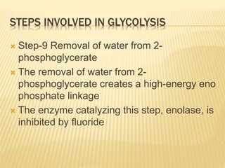 STEPS INVOLVED IN GLYCOLYSIS
 Step-9 Removal of water from 2-
phosphoglycerate
 The removal of water from 2-
phosphoglycerate creates a high-energy eno
phosphate linkage
 The enzyme catalyzing this step, enolase, is
inhibited by fluoride
 