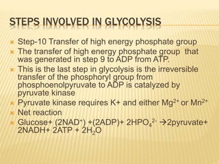 STEPS INVOLVED IN GLYCOLYSIS
 Step-10 Transfer of high energy phosphate group
 The transfer of high energy phosphate group that
was generated in step 9 to ADP from ATP.
 This is the last step in glycolysis is the irreversible
transfer of the phosphoryl group from
phosphoenolpyruvate to ADP is catalyzed by
pyruvate kinase
 Pyruvate kinase requires K+ and either Mg2+ or Mn2+
 Net reaction
 Glucose+ (2NAD+) +(2ADP)+ 2HPO4
2- 2pyruvate+
2NADH+ 2ATP + 2H2O
 