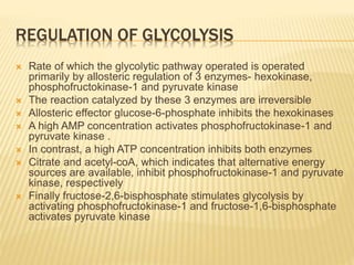 REGULATION OF GLYCOLYSIS
 Rate of which the glycolytic pathway operated is operated
primarily by allosteric regulation of 3 enzymes- hexokinase,
phosphofructokinase-1 and pyruvate kinase
 The reaction catalyzed by these 3 enzymes are irreversible
 Allosteric effector glucose-6-phosphate inhibits the hexokinases
 A high AMP concentration activates phosphofructokinase-1 and
pyruvate kinase .
 In contrast, a high ATP concentration inhibits both enzymes
 Citrate and acetyl-coA, which indicates that alternative energy
sources are available, inhibit phosphofructokinase-1 and pyruvate
kinase, respectively
 Finally fructose-2,6-bisphosphate stimulates glycolysis by
activating phosphofructokinase-1 and fructose-1,6-bisphosphate
activates pyruvate kinase
 