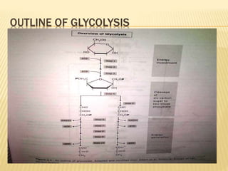 OUTLINE OF GLYCOLYSIS
 