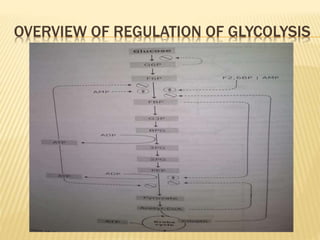 OVERVIEW OF REGULATION OF GLYCOLYSIS
 