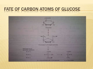 FATE OF CARBON ATOMS OF GLUCOSE
 