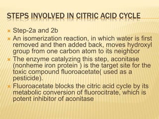 STEPS INVOLVED IN CITRIC ACID CYCLE
 Step-2a and 2b
 An isomerization reaction, in which water is first
removed and then added back, moves hydroxyl
group from one carbon atom to its neighbor
 The enzyme catalyzing this step, aconitase
(nonheme iron protein ) is the target site for the
toxic compound fluoroacetate( used as a
pesticide).
 Fluoroacetate blocks the citric acid cycle by its
metabolic conversion of fluorocitrate, which is
potent inhibitor of aconitase
 