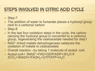 STEPS INVOLVED IN CITRIC ACID CYCLE
 Step-7
 The addition of water to fumarate places a hydroxyl group
next to a carbonyl carbon
 Step-8
 In the last four oxidation steps in the cycle, the carbon
carrying the hydroxyl group is converted to a carbonyl
group, regenerating the oxaloacetate needed for step1
 NAD+ linked malate dehydrogenase catalyzes the
oxidation of malate to oxaloacetate
 Overall reaction –by taking 1 molecule of acetyl- coA
 Acetyl-coA+ 3NAD++FAD+GDP/ADP+3H2O
2CO2+3NADH+FADH2+GTP/ATP+H2O
 