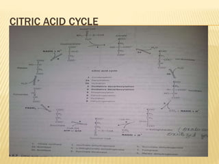CITRIC ACID CYCLE
 