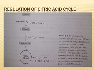 REGULATION OF CITRIC ACID CYCLE
 