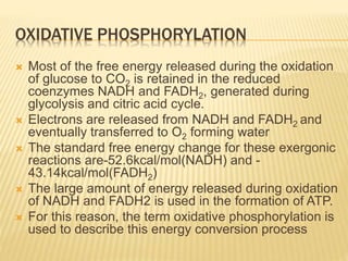 OXIDATIVE PHOSPHORYLATION
 Most of the free energy released during the oxidation
of glucose to CO2 is retained in the reduced
coenzymes NADH and FADH2, generated during
glycolysis and citric acid cycle.
 Electrons are released from NADH and FADH2 and
eventually transferred to O2 forming water
 The standard free energy change for these exergonic
reactions are-52.6kcal/mol(NADH) and -
43.14kcal/mol(FADH2)
 The large amount of energy released during oxidation
of NADH and FADH2 is used in the formation of ATP.
 For this reason, the term oxidative phosphorylation is
used to describe this energy conversion process
 