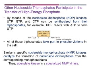 Ndp Examples bioenergetics Role of ATP .pptx