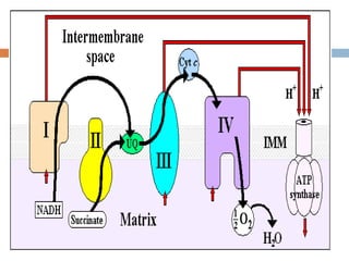 Bioenergetics | PPTX