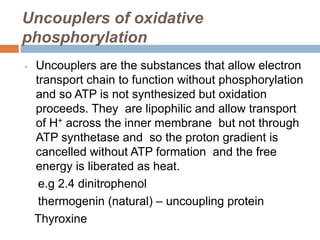 Bioenergetics | PPTX | Chemistry | Science