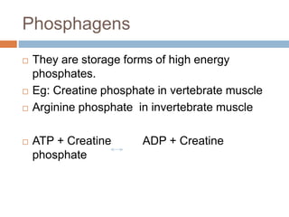 Phosphagens
 They are storage forms of high energy
phosphates.
 Eg: Creatine phosphate in vertebrate muscle
 Arginine phosphate in invertebrate muscle
 ATP + Creatine ADP + Creatine
phosphate
 