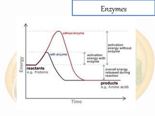 Bioenergetics, metabolism and enzymes | PPTX