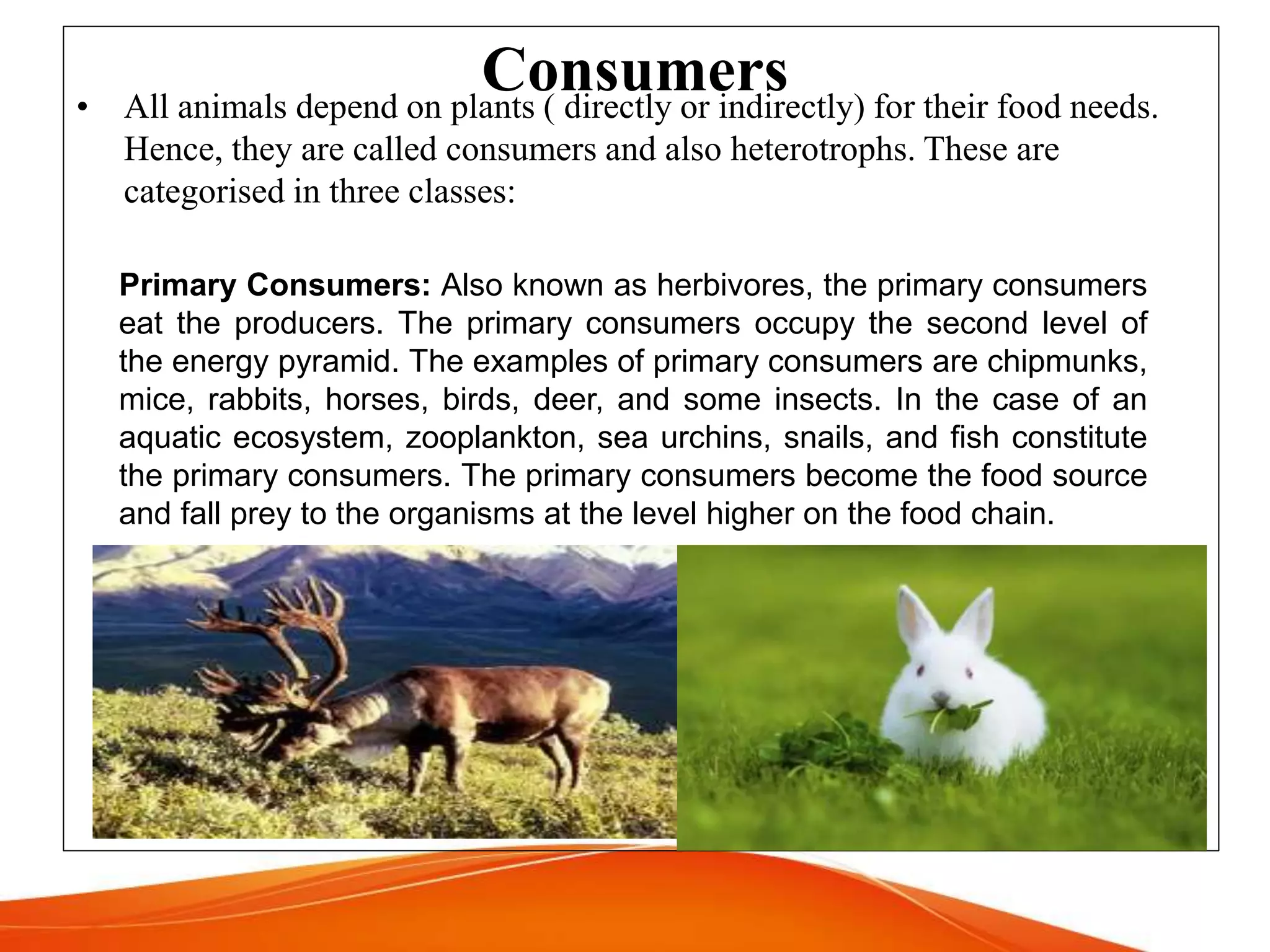 Bioenergetics of ecosystem | PPTX