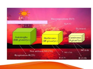 Bioenergetics of ecosystem | PPTX