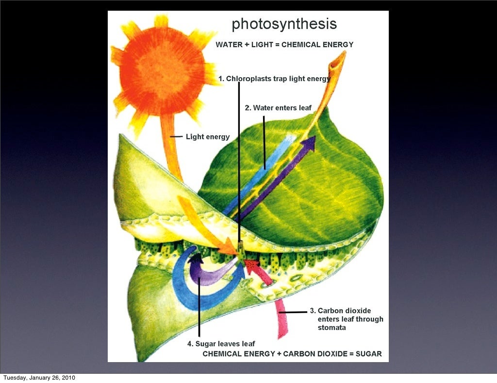Bioenergetics notes image