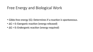 Free Energy and Biological Work
• Gibbs free energy (G): Determines if a reaction is spontaneous.
• ΔG < 0: Exergonic reaction (energy released)
• ΔG > 0: Endergonic reaction (energy required)
 