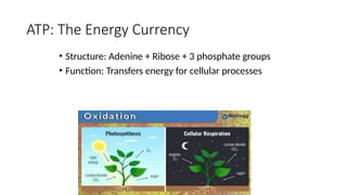 ATP: The Energy Currency
• Structure: Adenine + Ribose + 3 phosphate groups
• Function: Transfers energy for cellular processes
 