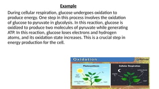 Example
During cellular respiration, glucose undergoes oxidation to
produce energy. One step in this process involves the oxidation
of glucose to pyruvate in glycolysis. In this reaction, glucose is
oxidized to produce two molecules of pyruvate while generating
ATP. In this reaction, glucose loses electrons and hydrogen
atoms, and its oxidation state increases. This is a crucial step in
energy production for the cell.
 