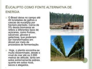 EUCALIPTO COMO FONTE ALTERNATIVA DE
ENERGIA
   O Brasil deixa no campo até
    45 toneladas de galhos e
    cascas de eucalipto por
    hectare plantado. Cerca de
    5% dessa biomassa se
    refere a diferentes tipos de
    açúcares, como frutose,
    sacarose, glicose e
    galactose, que poderiam
    ser transformados em
    álcool por meio de
    processos de fermentação.

    Hoje, o plantio encontra-se
    muito disseminado, desde o
    nível do mar até os 2.000
    metros de altitude, tanto em
    solos extremamente pobres
    quanto em solos ricos,
    secos e alagados.

 