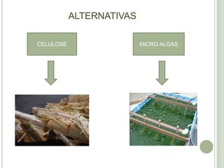 ALTERNATIVAS

CELULOSE                  MICRO ALGAS
 