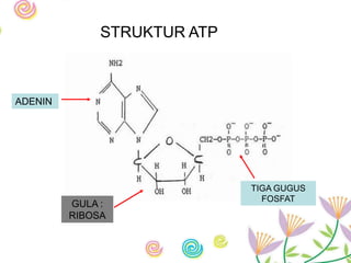 Bioenergitika | PPTX