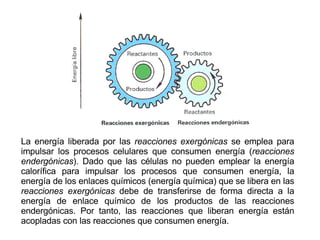 La energía liberada por las  reacciones exergónicas  se emplea para impulsar los procesos celulares que consumen energía ( reacciones endergónicas ). Dado que las células no pueden emplear la energía calorífica para impulsar los procesos que consumen energía, la energía de los enlaces químicos (energía química) que se libera en las  reacciones exergónicas  debe de transferirse de forma directa a la energía de enlace químico de los productos de las reacciones endergónicas. Por tanto, las reacciones que liberan energía están acopladas con las reacciones que consumen energía. 