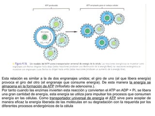 Esta relación es similar a la de dos engranajes unidos; el giro de uno (el que libera energía) provoca el giro del otro (el engranaje que consume energía). De esta manera  la energía se almacena en la formación de ATP  (trifosfato de adenosina.).  Por tanto cuando las enzimas invierten esta reacción y convierten el ATP en ADP + Pi, se libera una gran cantidad de energía, esta energía se utiliza para impulsar los procesos que consumen energía en las células. Como  transportador universal de energía  el  ATP  sirve para acoplar de manera eficaz la energía liberada de las moléculas en su degradación con la requerida por los diferentes procesos endergónicos de la célula 